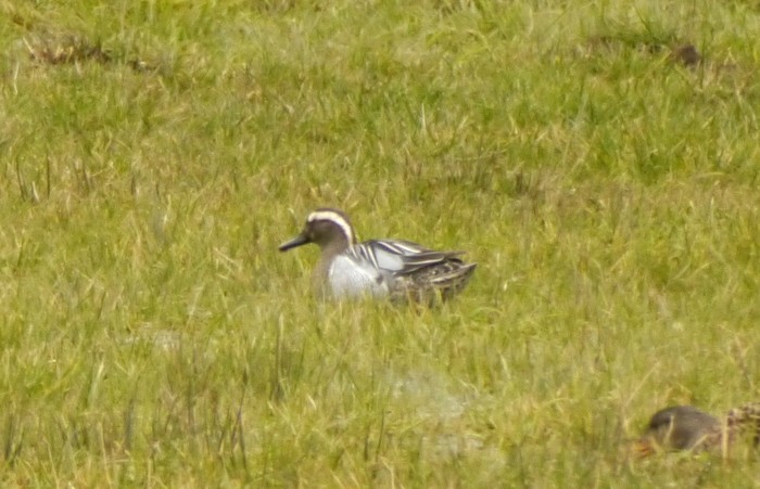 Garganey