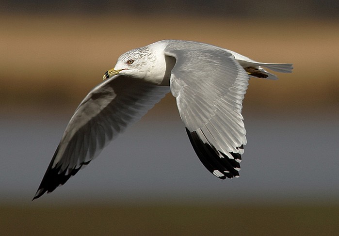 Ring-billed Gull