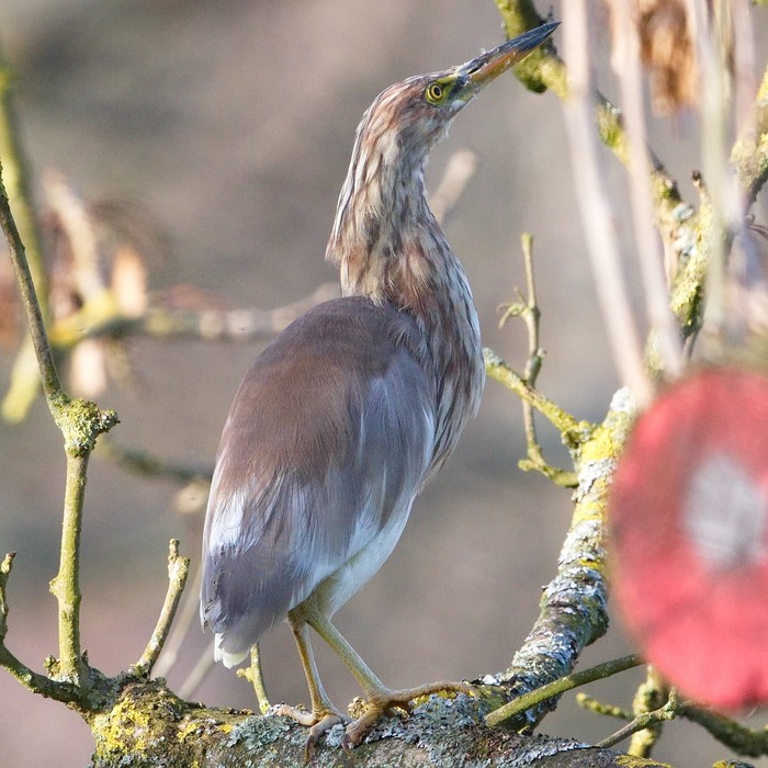 Chinese Pond Heron