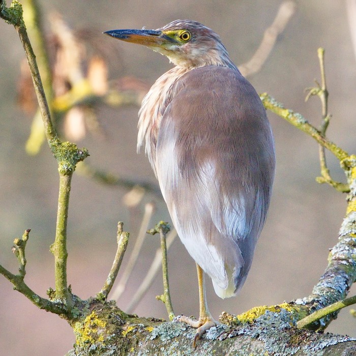 Chinese Pond Heron