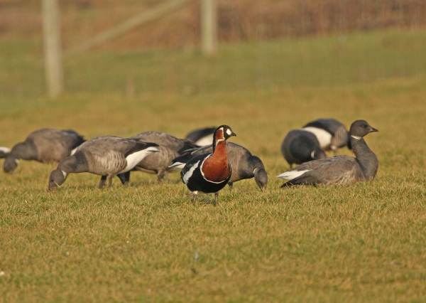 Red-breasted Goose