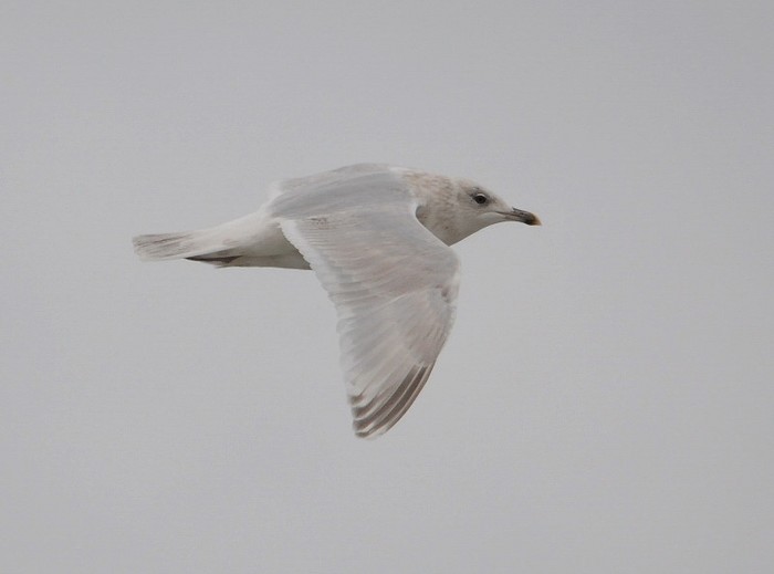 Kumlien's Gull