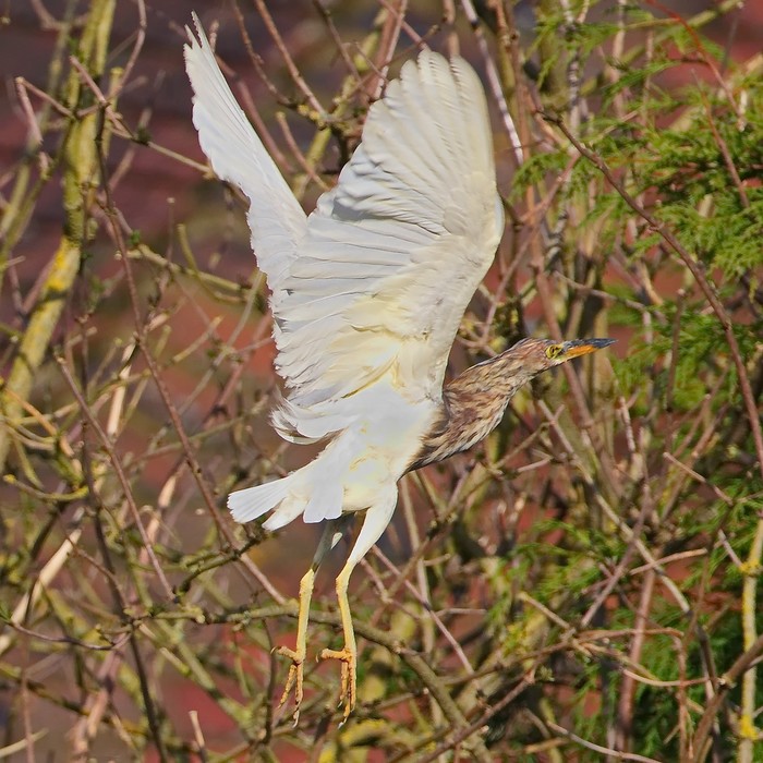 Chinese Pond Heron