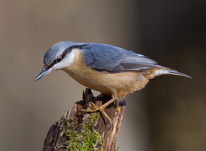 Nuthatch