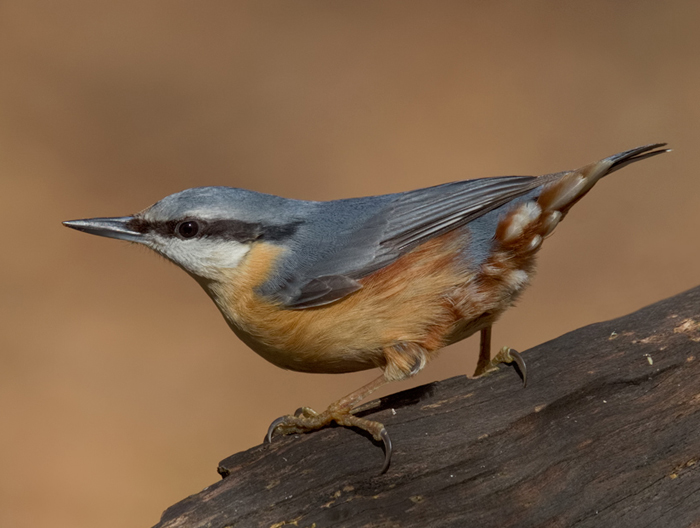 Nuthatch