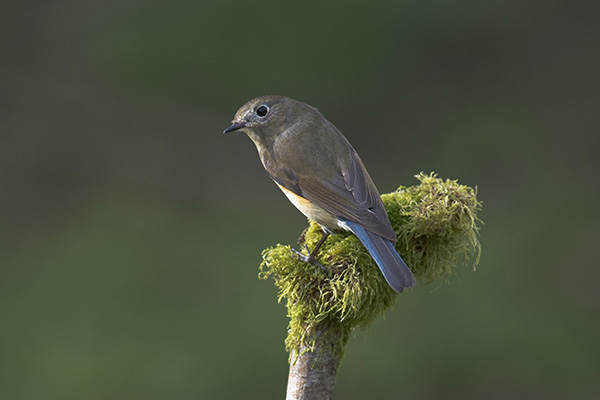 Red-flanked Bluetail