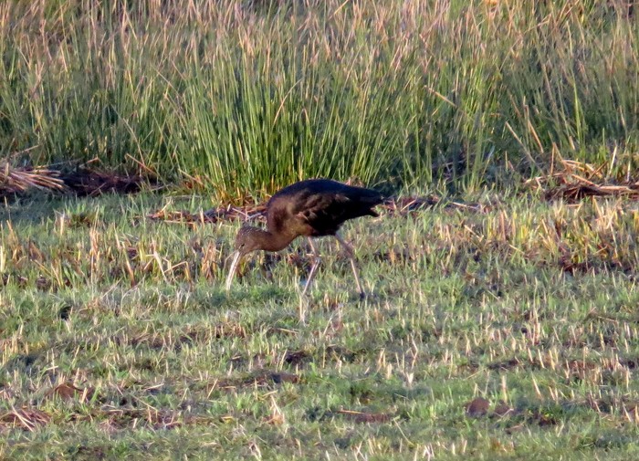 Glossy Ibis