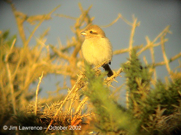 Daurian Shrike
