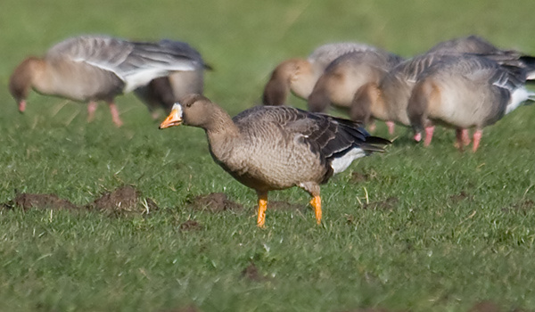Greenland White-fronted Goose