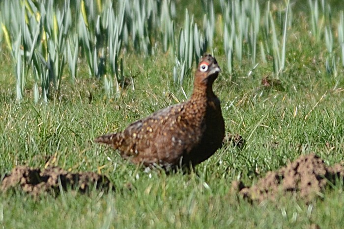 Red Grouse