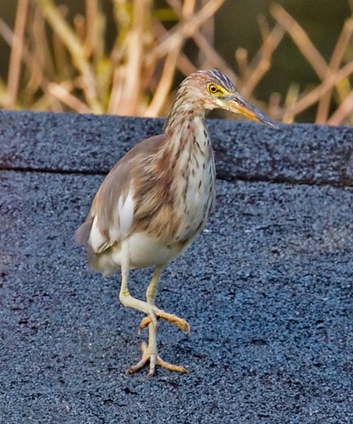 Chinese Pond Heron