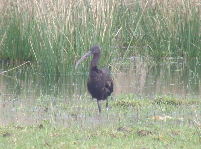 Glossy Ibis