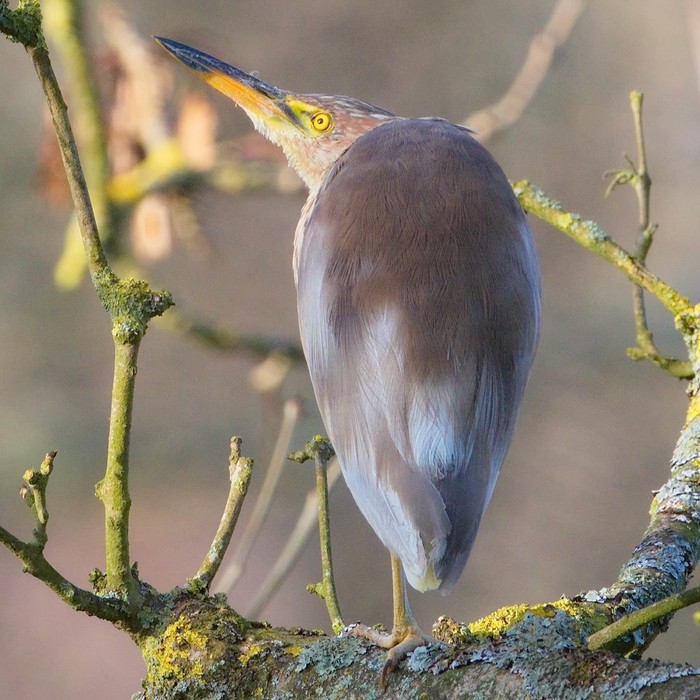 Chinese Pond Heron
