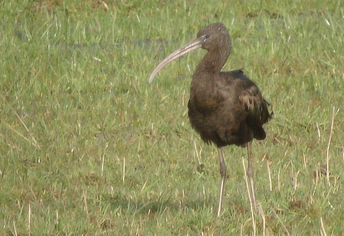 Glossy Ibis