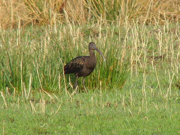 Glossy Ibis