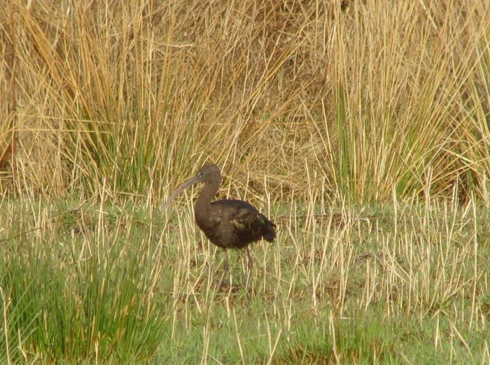 Glossy Ibis