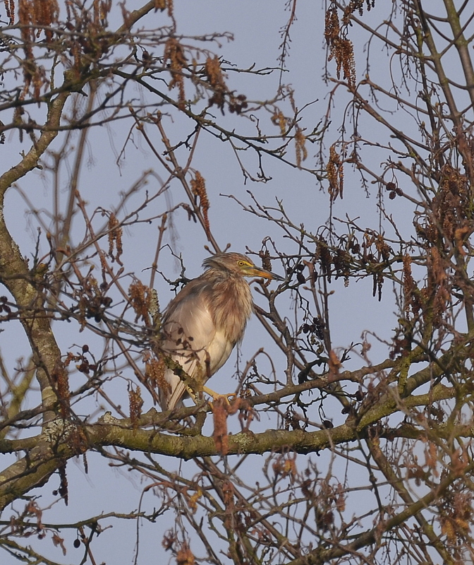 Chinese Pond Heron
