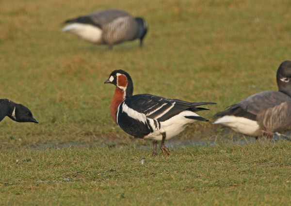 Red-breasted Goose