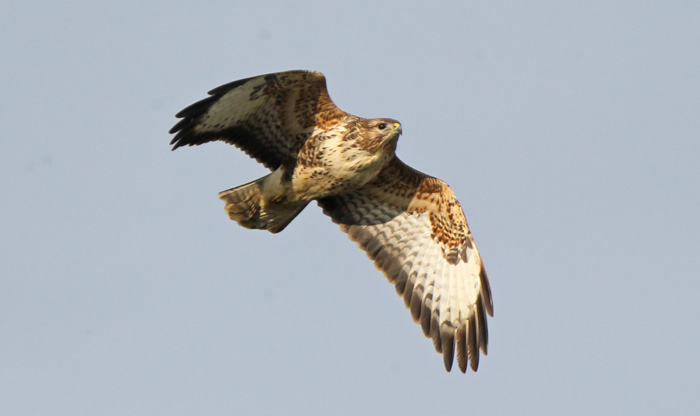 Buzzard