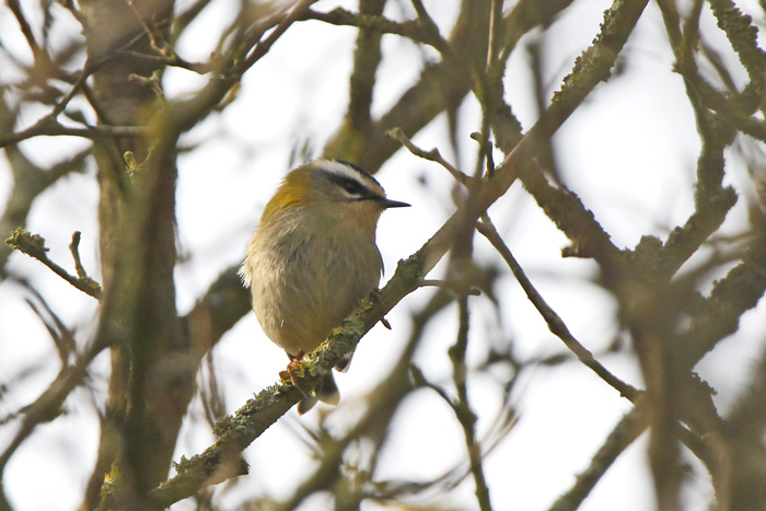 Firecrest