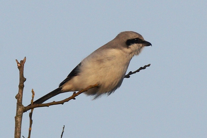 Great Grey Shrike