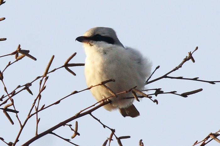Great Grey Shrike