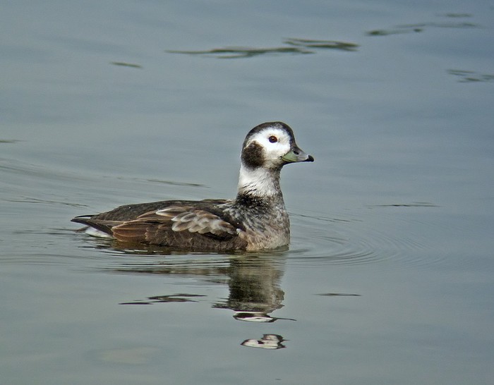 Long-tailed Duck
