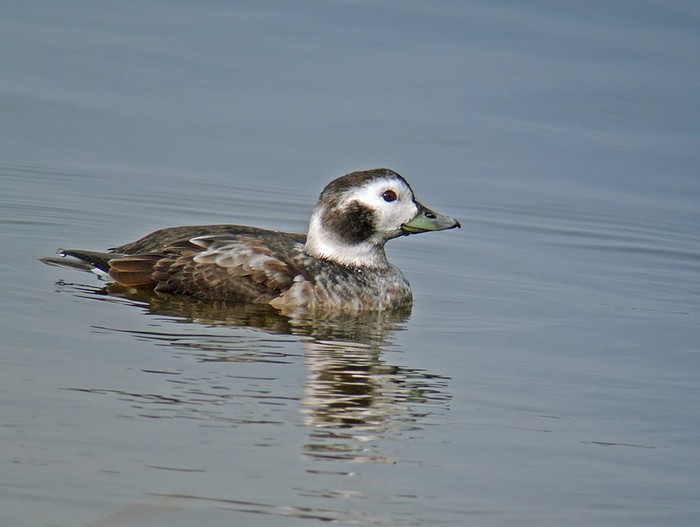 Long-tailed Duck