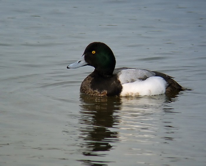 Scaup