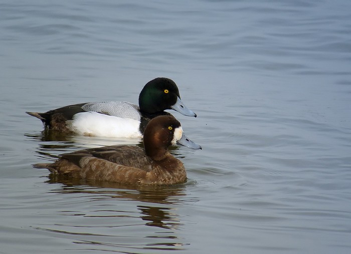 Scaup