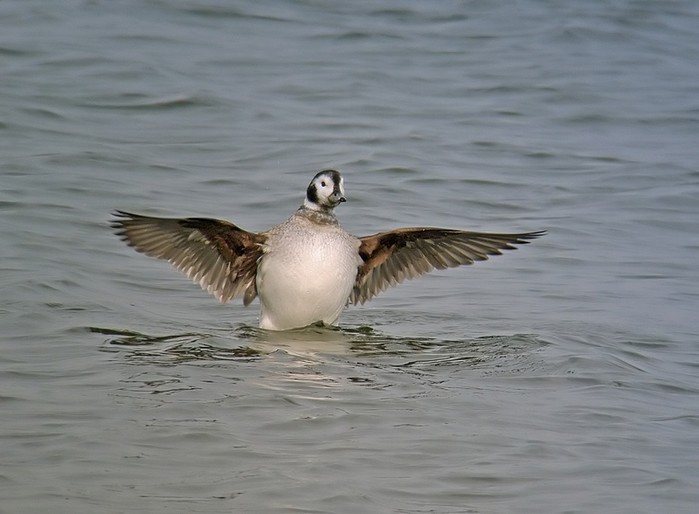 Long-tailed Duck