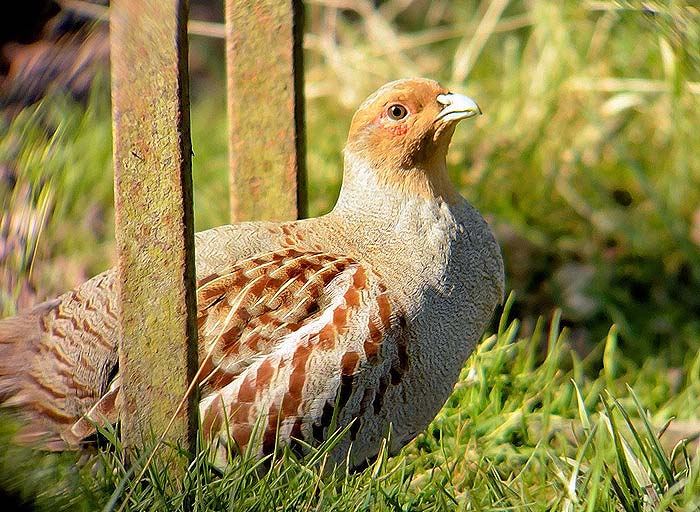 Grey Partridge