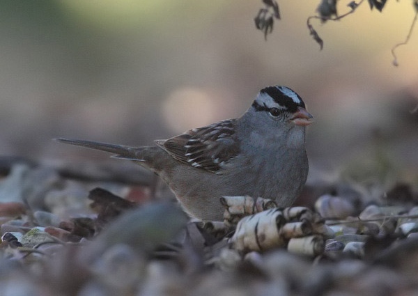 White-crowned Sparrow