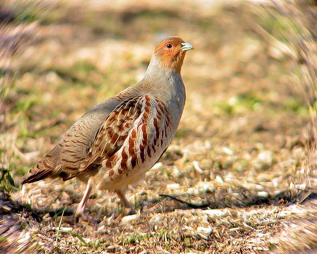 Grey Partridge