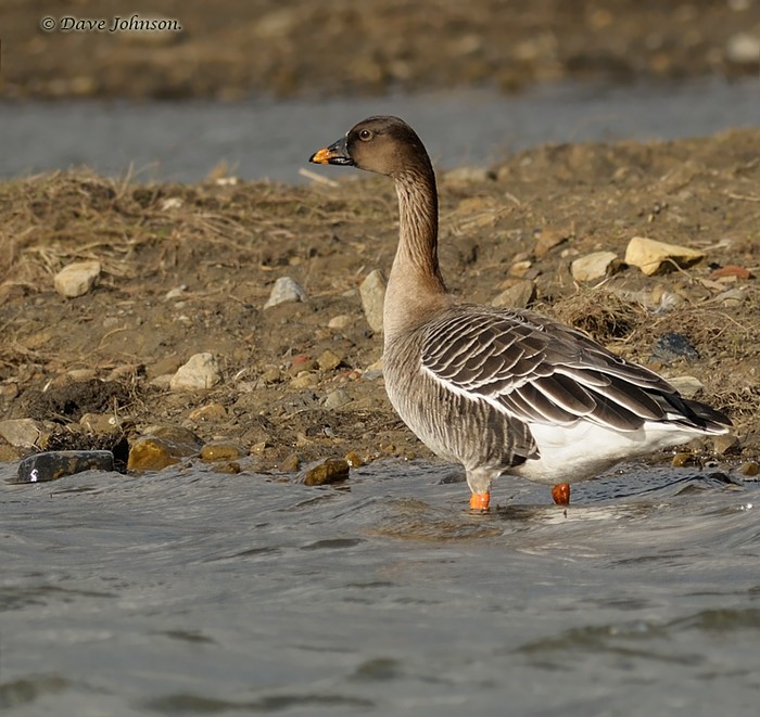 Tundra Bean Goose