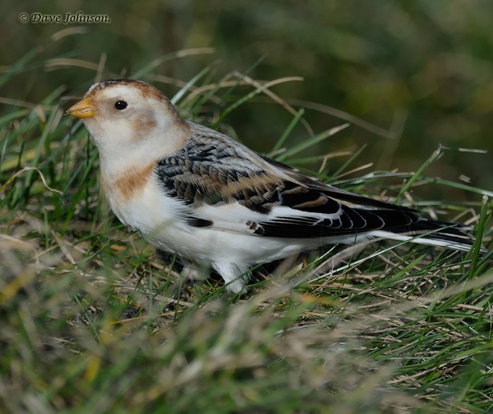 Snow Bunting
