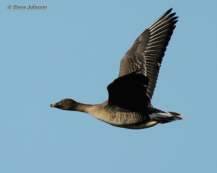 Tundra Bean Goose