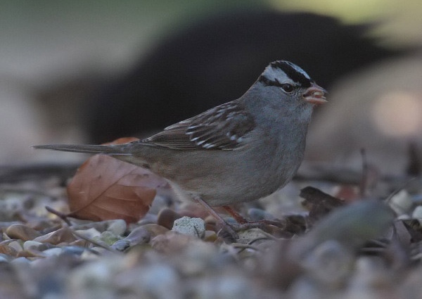 White-crowned Sparrow