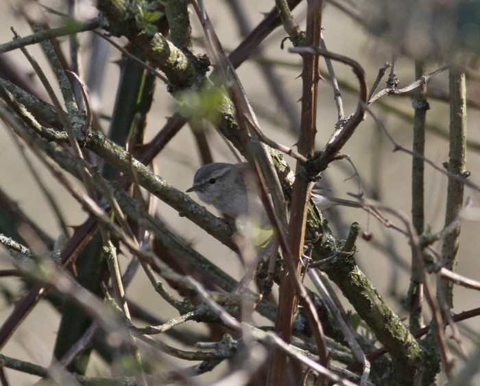 Hume's Yellow-browed Warbler