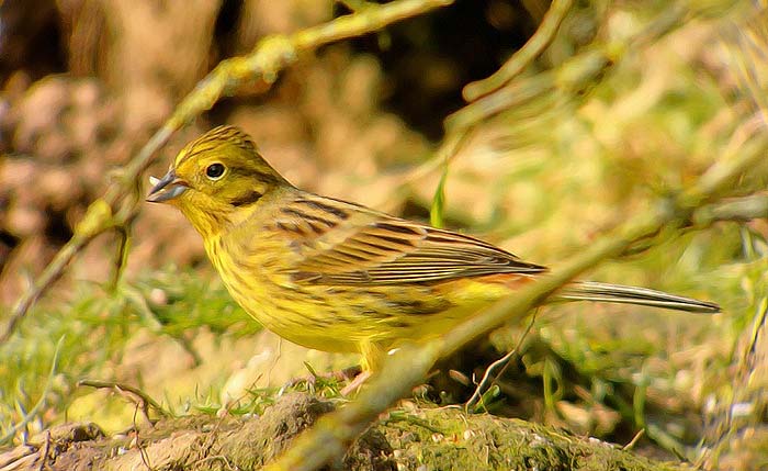 Yellowhammer
