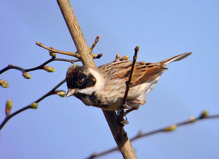 Reed Bunting