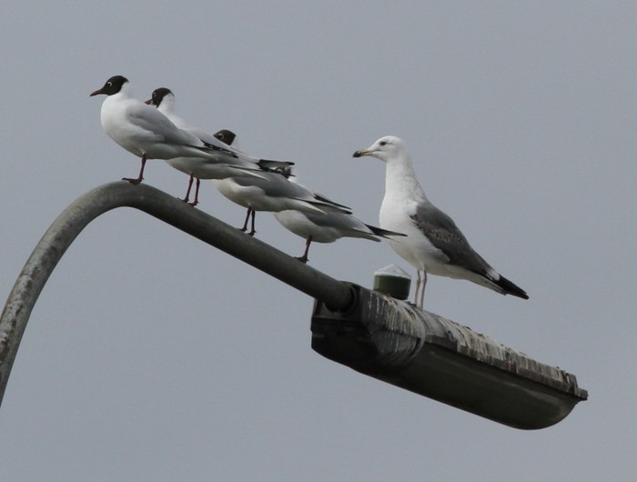Caspian type gull