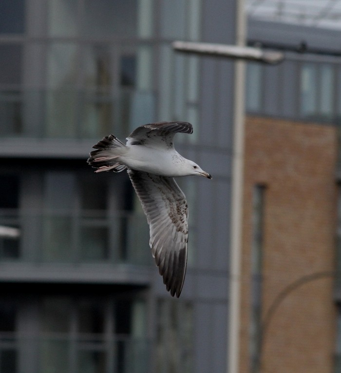 Caspian type gull