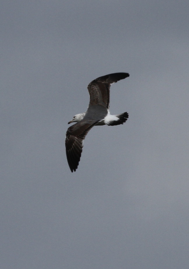 Caspian type gull