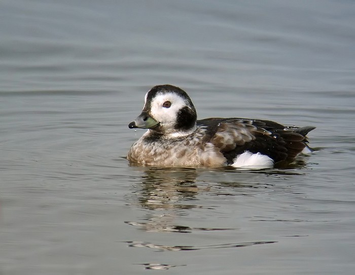 Long-tailed Duck
