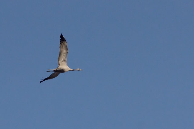 Common Crane
