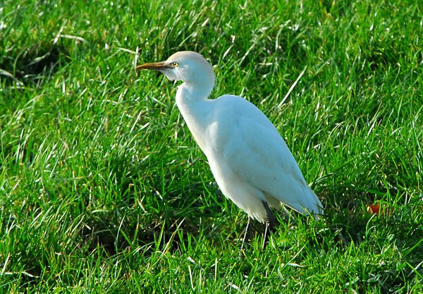 Cattle Egret