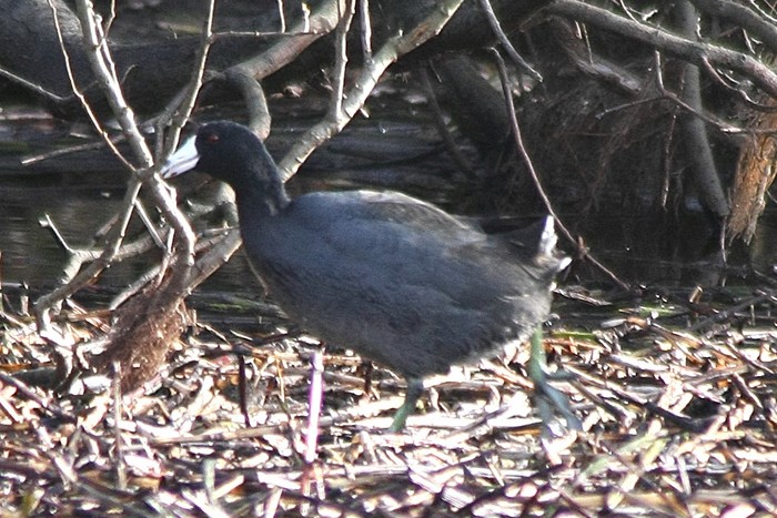American Coot