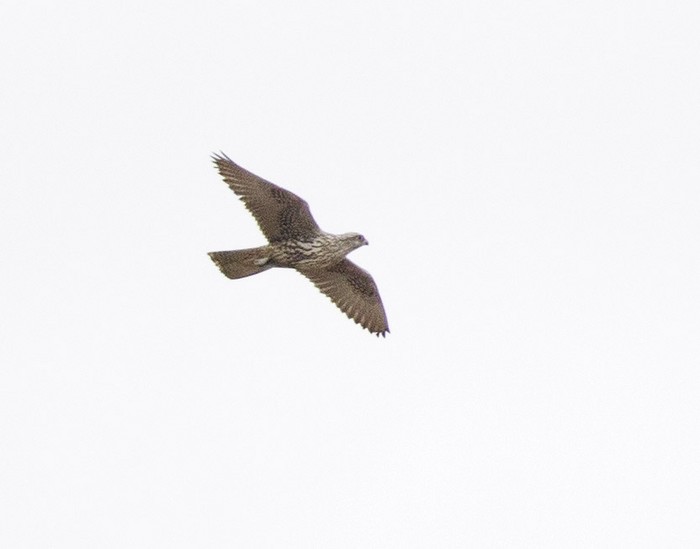 Gyr