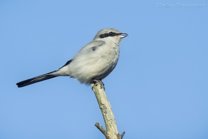 Great Grey Shrike